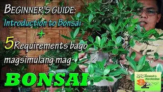 Lima (5) requirements bago mag Bonsai, Sharing my Bonsai journey EP#03