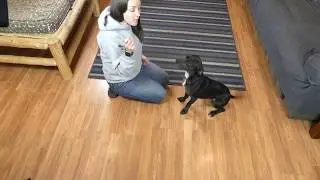 How to Teach a Dog to Shake Paw