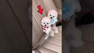Cute puppy | Pomeranian Dog | teacup dog #shorts #trending #india #cuteanimal #pets #cutedog