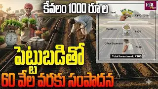 Invest 1000 rs EARN 60K | Kothimira Cultivation Business |Low Investment High Profit Farming | 108tv