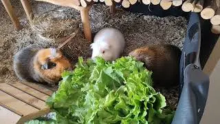 Cute Guinea pig family eating together 