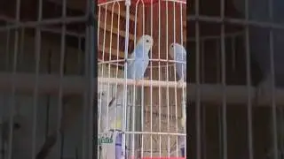 Beautiful Birds in the Cage  | Colorful Birds Shorts | Nature Beauty #birdphotographer #birdlife