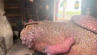 Dragon snoring at Epic Universe - 9/22/25
