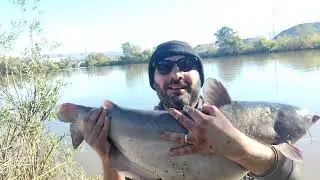 Monster Catfish with Marine Halibut Pellets