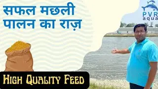 High-Quality Fish Feed: Key to Successful Fish Farming | Tips for Better Growth & Profitability