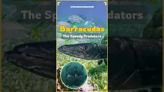Barracudas: The Speedy Predators #barracuda #shorts