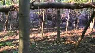 Dresden forest - Dresdner Heide - the big forest in the city Dresden