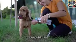 100 Dog Facts that all Dog Owners Must Know!