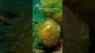 The Life of Melibe Viridis: Nature&rsquo;s Alien Sea Slug #amazinganimals #oceanlife #seaslug #animals