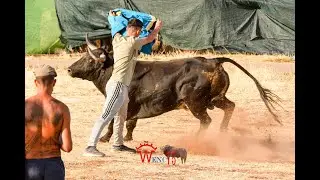 SIEMPRE ESPECTACULAR TORO REVOLAO DE VALFERMOSO DE TAJUÑA 2022