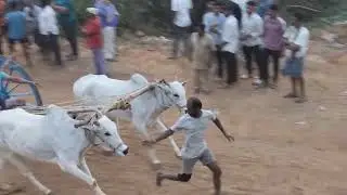 Bull Race in Chowduwada #trending #bullrace #bull #festivevibes 