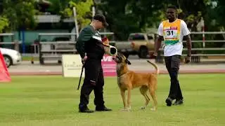 Princess Cup Thailand 2024 Kane van de lobo hoeve.                        IGP 3 protection 82 points