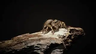 Spider Animation by Michael Davies