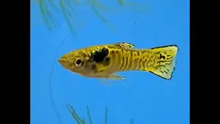Yellow Tiger Endlers by Fantastic Fish Room