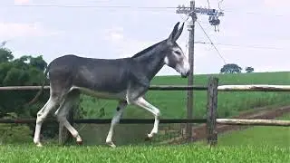 13 Oracao da Certeza