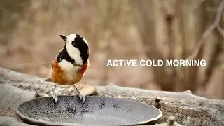 Cold Clear Morning at the Bird Feeder | Started at 8 AM, -2.4&deg;C / 27.7&deg;F