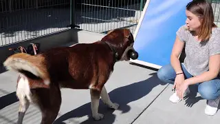 Humane Society Silicon Valley