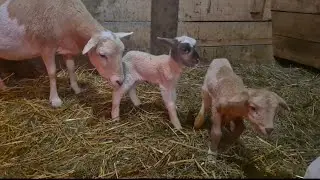 Our Sheep Had Twins!