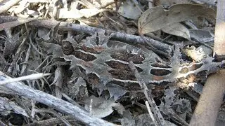 Which lizards use camouflage and are poisonous?