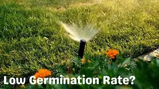 Watering for Seed Germination | Overseeding Irrigation