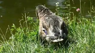 Rare birds you must see once