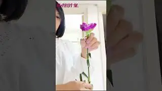 Carnation, From tight buds the fully bloom #easy #hack #shortvideo