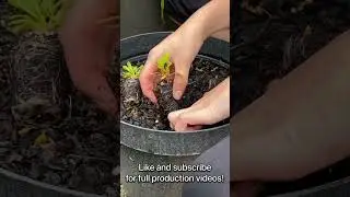 Swiss chard seedlings ready for transplanting 🌿