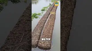 Почему жители Бангладеш используют водяные гиацинты для плавучих островов? #водныйгиацинт #шорты