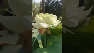 Green Apple lotus blooming #blooming #flower #topical #greenlotus