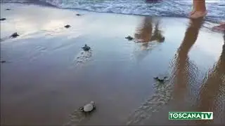 2018-08-19 ISOLA D'ELBA - TARTARUGHINE TRA I BAGNANTI A STRACCOLIGNO