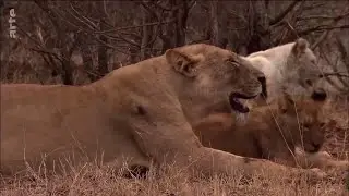 Nature et Beaut&eacute; LES ANIMAUX D'AFRIQUE DU SUD DOCUMENTAIRE ANIMALIER 2021