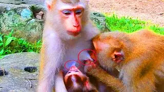 Most adorable video! Young mom allow big monkey breastfeed with newborn Lexi, Lexi milk wit big sist
