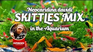 Skittle Shrimp Mix Tank / Rainbowshrimptank