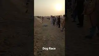 Dog and Rabbit Race