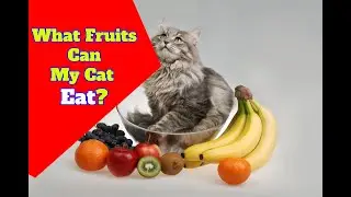 What Fruits Can My Cat Eat?