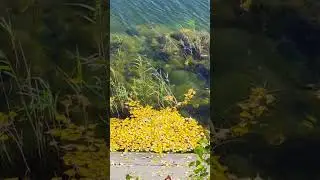 Leaf carpet in the pond #nature #autumn #water #wild #4k #60fps