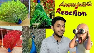 Beautiful Peacock Action By Anonymous Reaction - Viral Videos