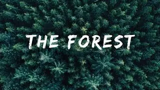 THE FOREST [Nikon D5300, GoPro Hero 5, DJI Mavic Pro]