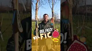 Piante da Frutto in vendita online con lo sconto del 25% grazie al codice: BELFICO #garden #frutta