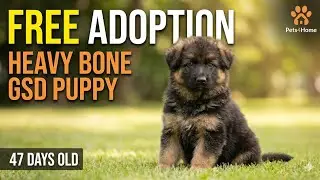 🔥 German Shepherd Puppies for Adoption | Adopt your furry friend today! ❤️🐶