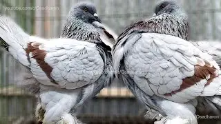 2 Biggest Fancy Pigeon In The World ❤️ French Mondain and Romanian Romangol
