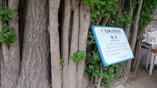 崂山上清宫 Shangqing Palace 1