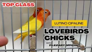 Lutino Opaline Lovebird Babies 2024 | FS Aviary Official | FS 180 Ring Birds | Lovebirds
