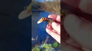 Catch MORE Perch This Spring with a Hornet Bug Lure!