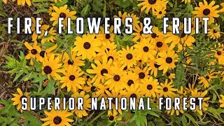 Sights & Sounds of Summer 2025: Brimson Fire, Wildflowers & Wilderness | Superior National Forest