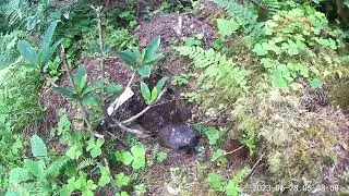 Mountain Beaver (Aplodontia rufa) in the entry to their den.