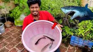 My New Shark Fish🦈| நம்ம வீட்டுக்கு புதியதாக வந்த சுறா மீன்கள்! | Fish Update