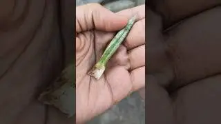 nursery से लाया 🆓 के plants ✅👍 #free garden tips #viral tips #trending shorts