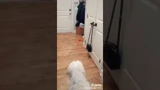 Dog vs Cat  Dog being scared of the cat