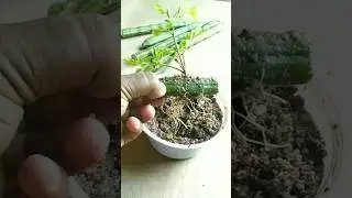 #gardening #plant #grafting #drumstick